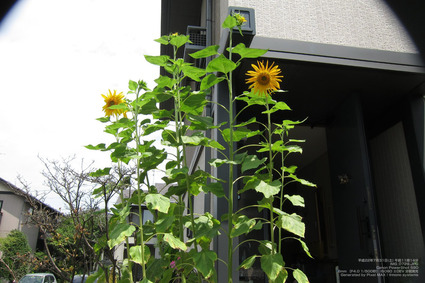 pix_IMG_0729