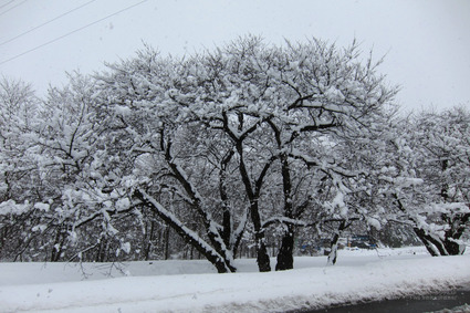 Pizma_IMG_4962
