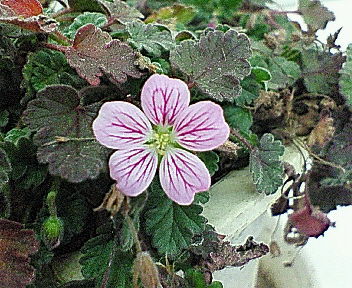 2f5e2e73.jpg