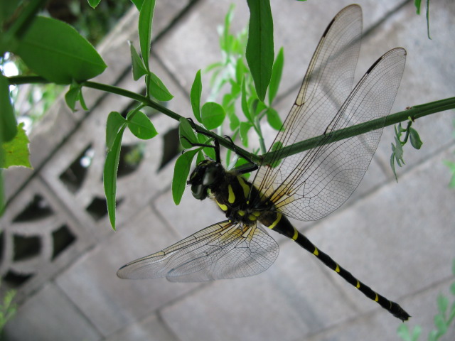 5d70676c.jpg