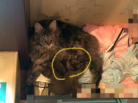 BlogPaint