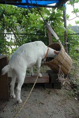 ひろみ首突っ込み