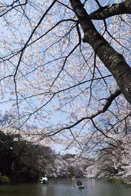 1204-inokashirakoen05
