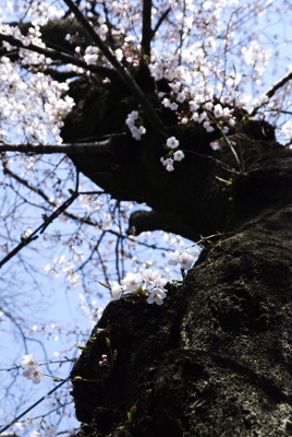 1204-inokashirakoen04