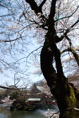 1204-inokashirakoen03