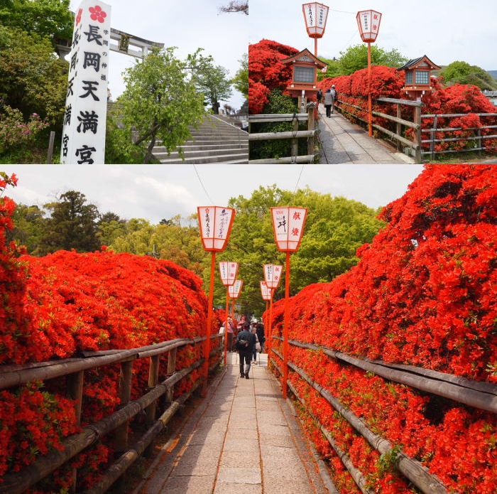 圧巻!長岡天満宮の深紅に染まったキリシマツツジの回廊