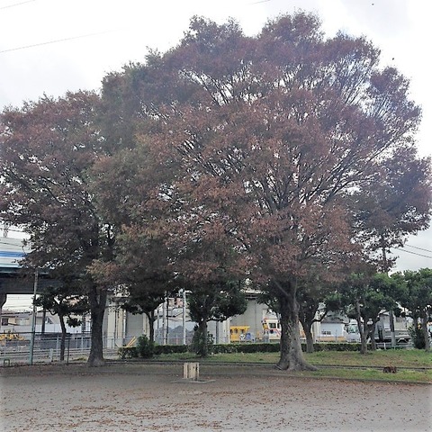 akichi01-h300929-0015-02