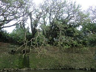aCIMG7651
