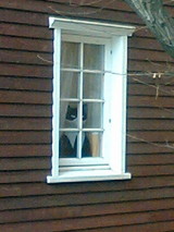 猫1