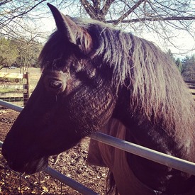 horse