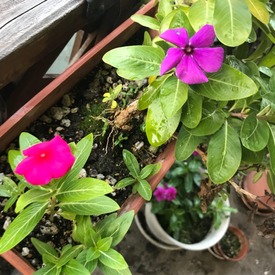 花