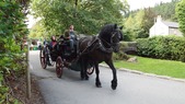 horse