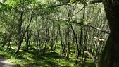trees