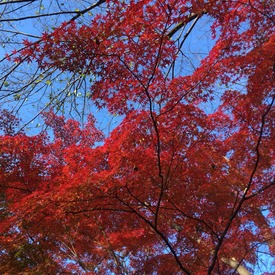 momiji