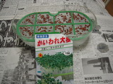 かいわれ1