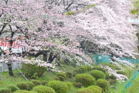 桜 ブログ用