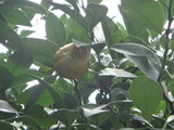 DSC09519