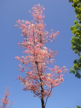 写真 081