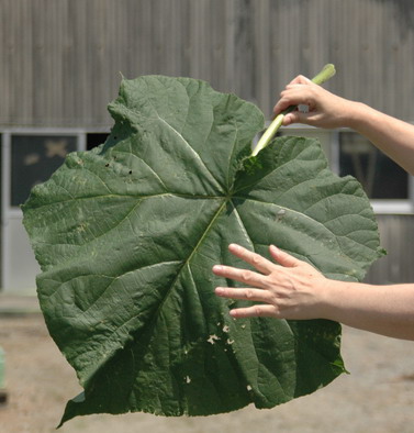 桐の葉のデカサ 桐たんす百報 総桐箪笥和光