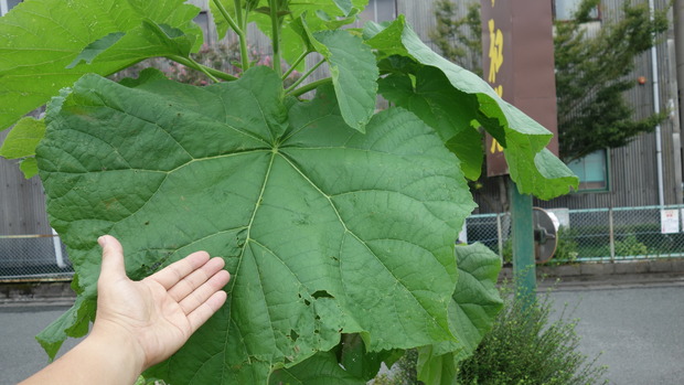 桐の葉っぱ 桐たんす百報 総桐箪笥和光