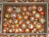 tamanegi