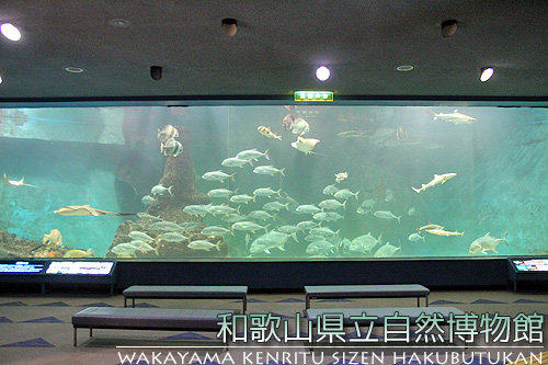 和歌山県立自然博物館