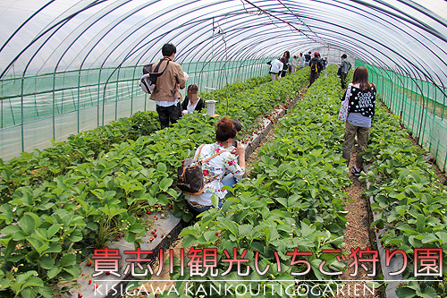 貴志川観光いちご狩り園