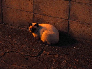 20111126a-PB240334