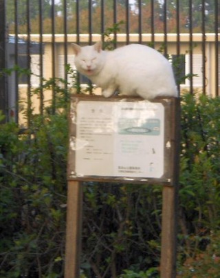 20111031-DSCN0240-1