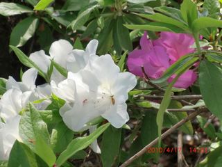 20100417-CIMG1429�ĥĥ�