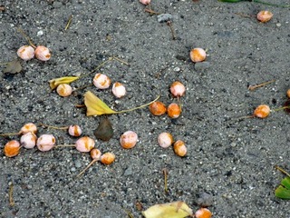 20111116b-PB150200