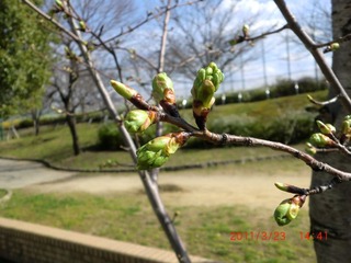 20110323-CIMG0468