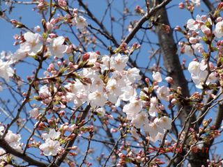 20100329-CIMG1301桜