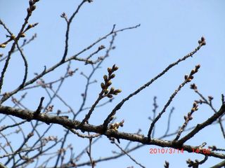 20100314-CIMG1058桜
