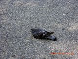 20091018b-RIMG2880