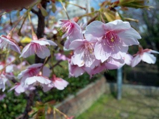 20110308-SH3G0061