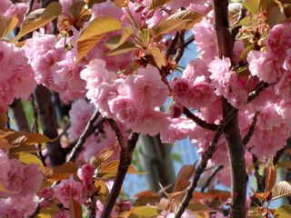 20100417-CIMG1428Ȭ�ź�