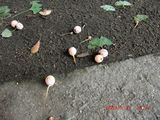 20091005-CIMG2402