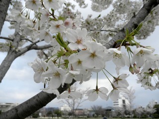 20120407-P4070976