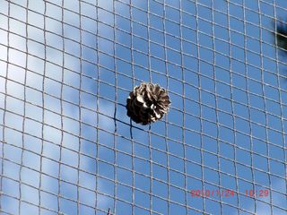 20100125-CIMG0372松毬