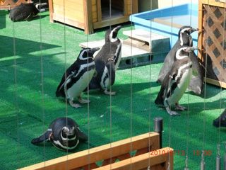 20100214-CIMG0566ペンギン