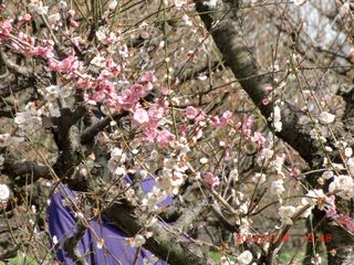 20100314-CIMG1054梅