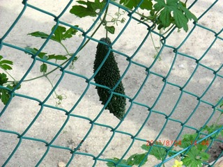 20110825-CIMG0119