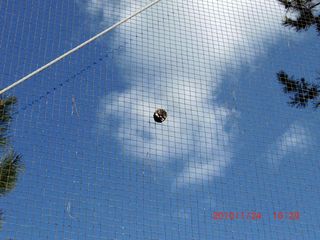 20100125-CIMG0371松毬