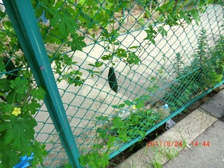 20110825-CIMG0120