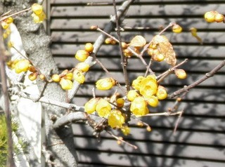 20110130-P1300819a
