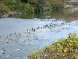 20091214-RIMG5501大和川鵜