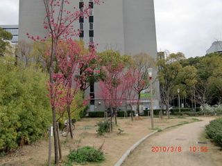20100308-CIMG0957うつぼ公園