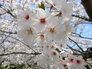 20110410-CIMG0779