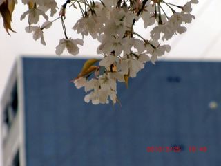 20100325-CIMG1139sakura